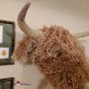 Amigurumi highland cow crochet head pattern by cottontail and whiskers