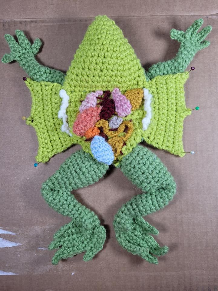 Crochet Frog Dissection Amigurumi Pattern Review by Carolane Baribeau for Cottontail and Whiskers