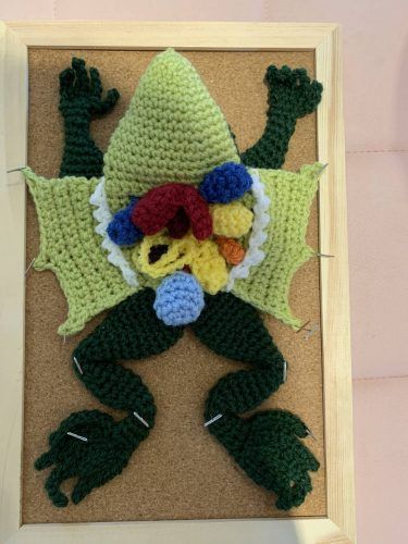 Crochet Frog Dissection Amigurumi Pattern Review by Zoe Owen for Cottontail and Whiskers