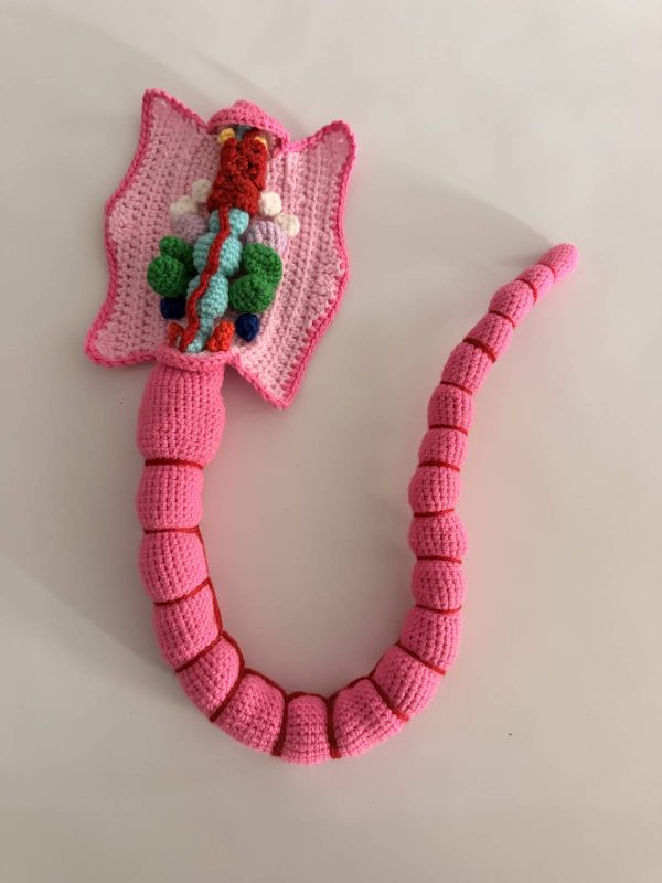 Worm Dissection photo review